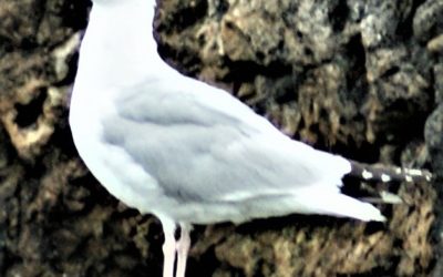 The Birds of Rathfarnham Castle – The Herring Gull